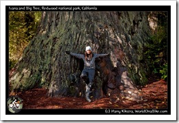 Ivana and Big Tree, Redwood national park, California