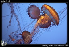 Jellyfish (6)