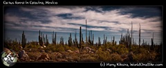 Cactus forest in Catavina, Mexico