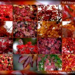 fall-colours-seattle