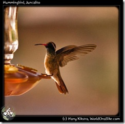 Hummingbird, Juncalito