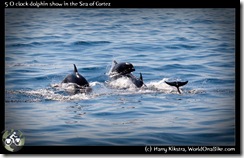 5 O clock dolphin show in the Sea of Cortez
