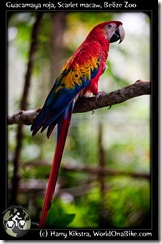 Guacamaya roja, Scarlet macaw, Belize Zoo