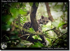 Margay, Belize Zoo (2)
