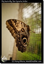 Big butterfly, San Ignacio, belize