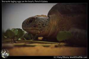 Giant sea turtle laying eggs on the beach, French Guyana. WorldOnaBike.com, from Alaska to Ushuaia on a bicycle
